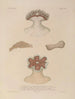 Voyage autour du monde Pl095 - Louis-Isidore Duperrey — artwork view