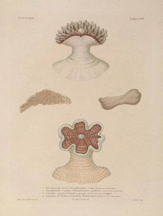 LouisIsidore Duperrey - Voyage autour du monde Pl095.webp
