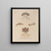 Voyage autour du monde Pl095 - Louis-Isidore Duperrey — framed artwork on a wall