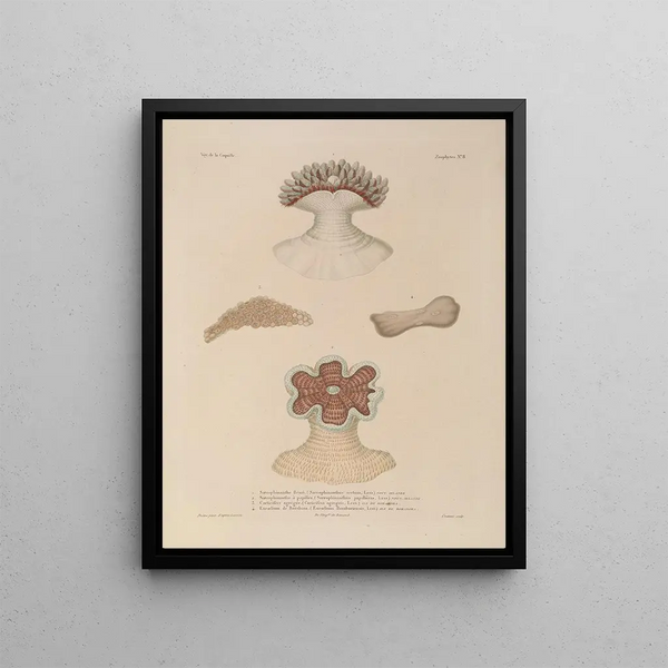 Voyage autour du monde Pl095 - Louis-Isidore Duperrey — framed artwork on a wall
