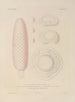 Voyage around the World Pl096 - Louis-Isidore Duperrey — artwork view