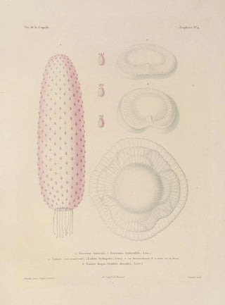 LouisIsidore Duperrey - Voyage autour du monde Pl096.webp
