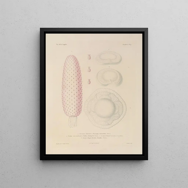 Voyage around the World Pl096 - Louis-Isidore Duperrey — framed artwork on a wall
