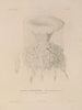 Voyage around the World Pl097 - Louis-Isidore Duperrey — artwork view