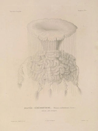 LouisIsidore Duperrey - Voyage autour du monde Pl097.webp