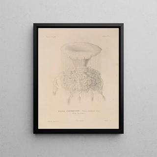 LouisIsidore Duperrey - Voyage autour du monde Pl097.webp