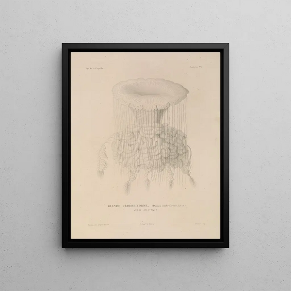 Voyage around the World Pl097 - Louis-Isidore Duperrey — framed artwork on a wall