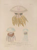 Voyage around the World Pl098 - Louis-Isidore Duperrey — artwork view