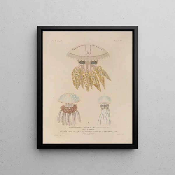 Voyage around the World Pl098 - Louis-Isidore Duperrey — framed artwork on a wall