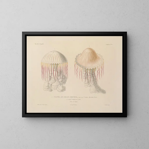 Voyage around the World - Louis-Isidore Duperrey — framed artwork on a wall