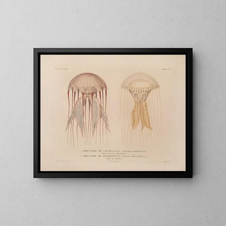 Voyage around the World - Louis-Isidore Duperrey — framed artwork on a wall