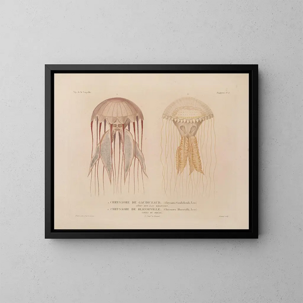 Voyage around the World - Louis-Isidore Duperrey — framed artwork on a wall