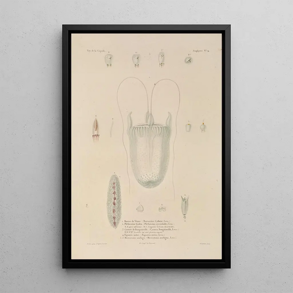 Voyage around the World Pl101 - Louis-Isidore Duperrey — framed artwork on a wall