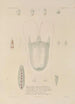 Voyage around the World Pl101 - Louis-Isidore Duperrey — artwork view