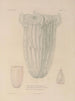 Voyage around the world Pl102 - Louis-Isidore Duperrey — artwork view