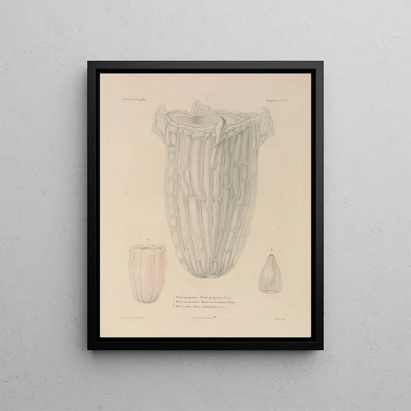 Voyage around the world Pl102 - Louis-Isidore Duperrey — framed artwork on a wall