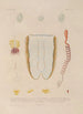 Voyage autour du monde Pl103 - Louis-Isidore Duperrey — artwork view