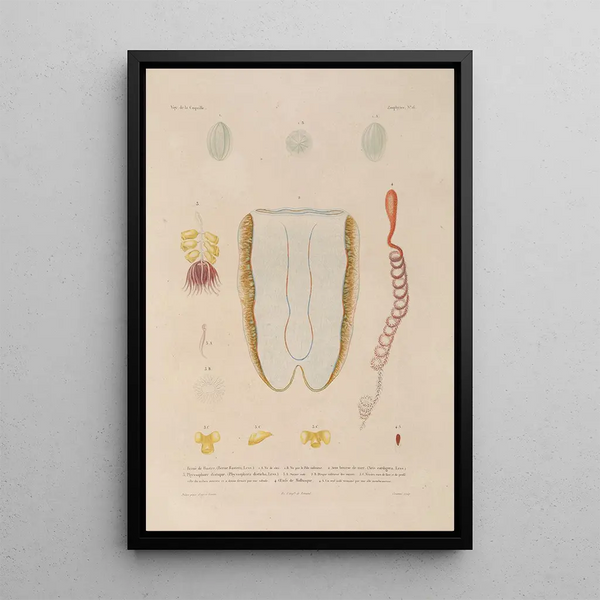Voyage autour du monde Pl103 - Louis-Isidore Duperrey — framed artwork on a wall