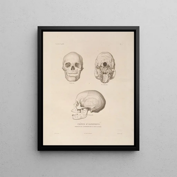 Voyage autour du monde Pl104 - Louis-Isidore Duperrey — framed artwork on a wall