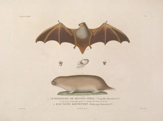 Voyage around the world, Pl. 105 - Louis-Isidore Duperrey — artwork view