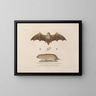Voyage around the world, Pl. 105 - Louis-Isidore Duperrey — framed artwork on a wall