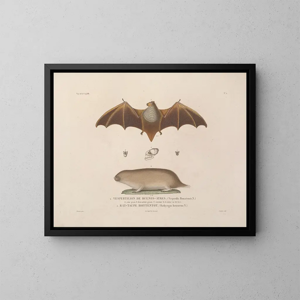 Voyage around the world, Pl. 105 - Louis-Isidore Duperrey — framed artwork on a wall