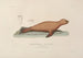 Voyage around the world Pl106 - Louis-Isidore Duperrey — artwork view