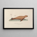 Voyage around the world Pl106 - Louis-Isidore Duperrey — framed artwork on a wall