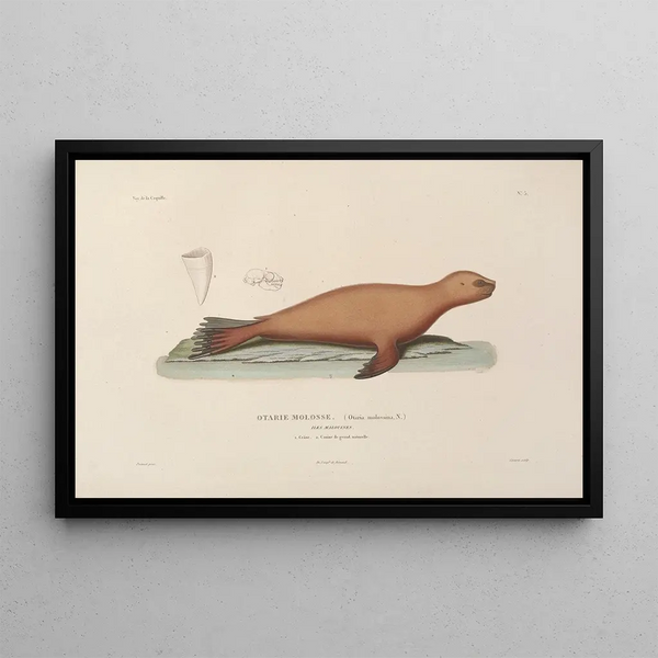 Voyage around the world Pl106 - Louis-Isidore Duperrey — framed artwork on a wall