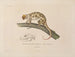 Voyage around the World - Louis-Isidore Duperrey — artwork view