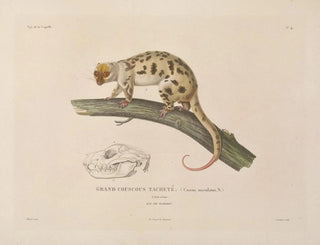 Voyage around the World - Louis-Isidore Duperrey — artwork view