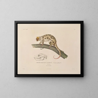 Voyage around the World - Louis-Isidore Duperrey — framed artwork on a wall