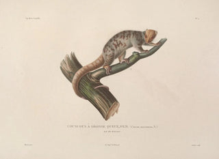 Voyage autour du monde Pl. 108 - Louis-Isidore Duperrey — artwork view