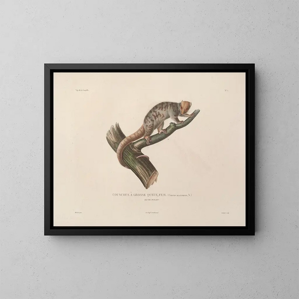 Voyage autour du monde Pl. 108 - Louis-Isidore Duperrey — framed artwork on a wall