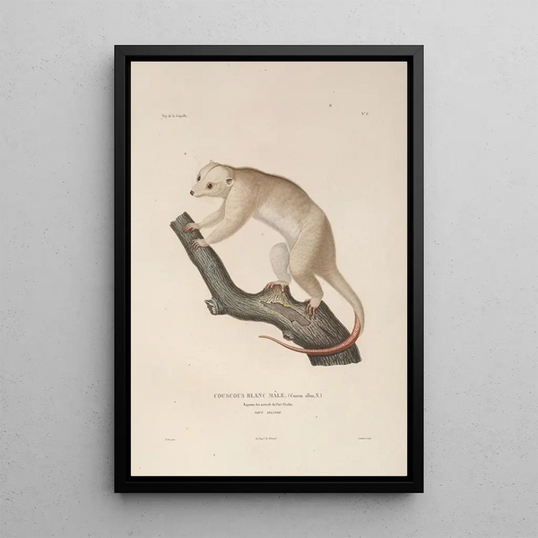 Voyage autour du monde Pl109 - Louis-Isidore Duperrey — framed artwork on a wall