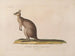 Voyage around the World - Louis-Isidore Duperrey — artwork view