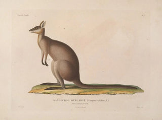 Voyage around the World - Louis-Isidore Duperrey — artwork view