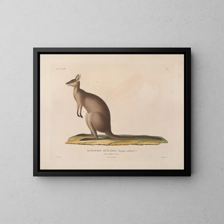 Voyage around the World - Louis-Isidore Duperrey — framed artwork on a wall