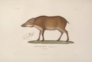 LouisIsidore Duperrey - Voyage autour du monde Pl111.webp
