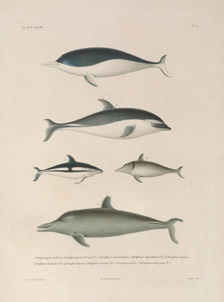 LouisIsidore Duperrey - Voyage autour du monde Pl112.webp