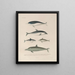 Voyage autour du monde Pl112 - Louis-Isidore Duperrey — framed artwork on a wall