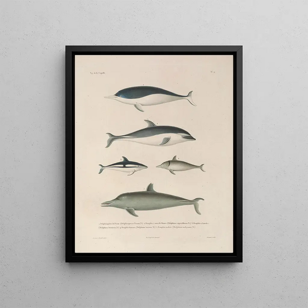 Voyage autour du monde Pl112 - Louis-Isidore Duperrey — framed artwork on a wall