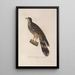 Voyage around the World Pl113 - Louis-Isidore Duperrey — framed artwork on a wall