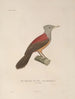 Voyage autour du monde Pl114 - Louis-Isidore Duperrey — artwork view