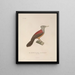 Voyage autour du monde Pl114 - Louis-Isidore Duperrey — framed artwork on a wall