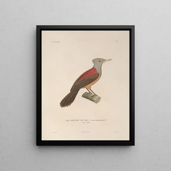 Voyage autour du monde Pl114 - Louis-Isidore Duperrey — framed artwork on a wall