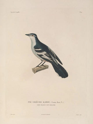LouisIsidore Duperrey - Voyage autour du monde Pl115.webp