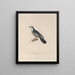 Voyage autour du monde Pl115 - Louis-Isidore Duperrey — framed artwork on a wall
