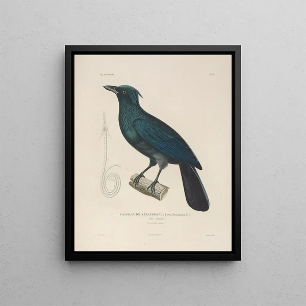 Voyage autour du monde Pl116 - Louis-Isidore Duperrey — framed artwork on a wall