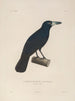 Voyage autour du monde Pl117 - Louis-Isidore Duperrey — artwork view